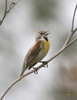 Dickcissel male